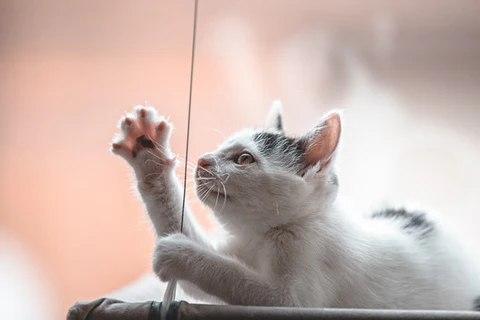 kitten playing with string