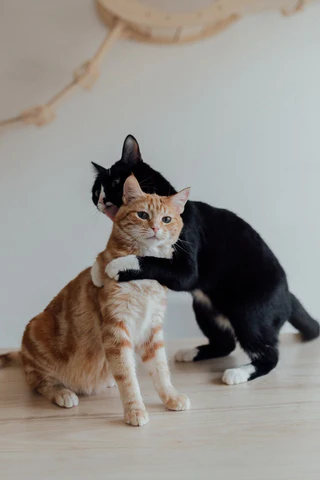 two cats hugging