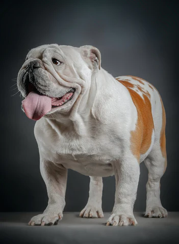 bulldog