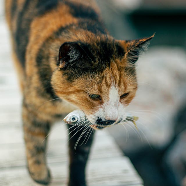 cat with fish