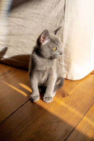 gray kitten