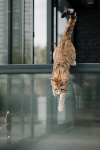 cat jumping