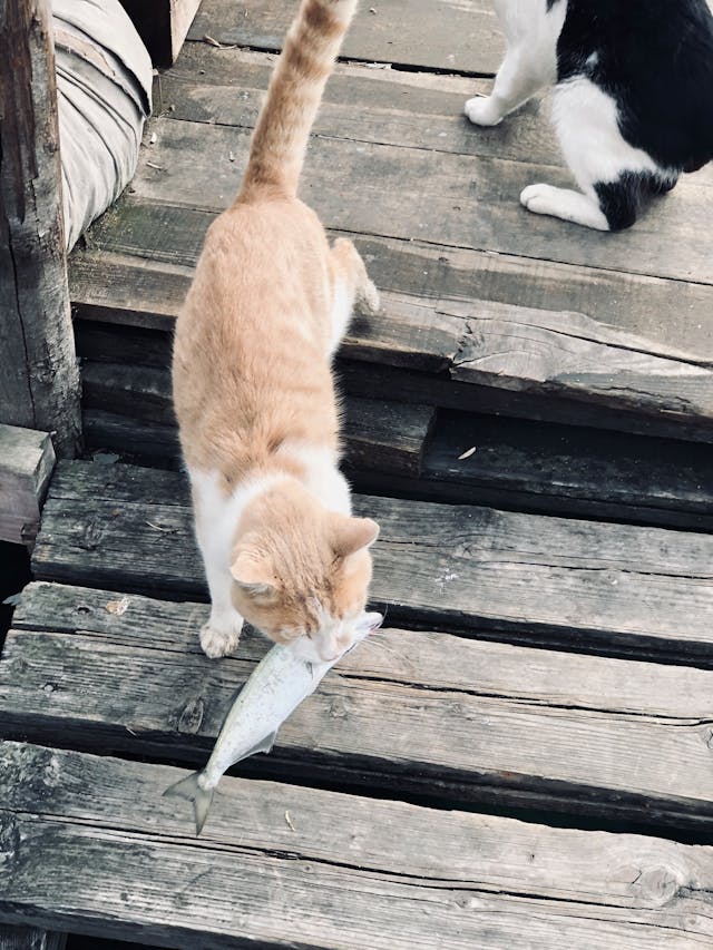 cat carrying fish