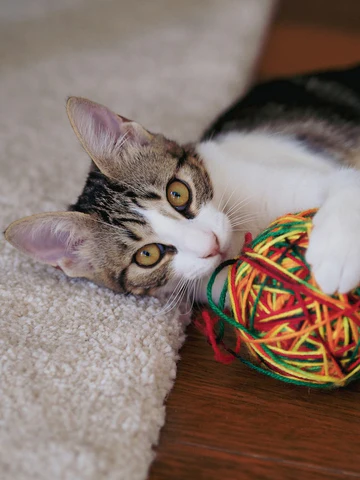 cat with yarn