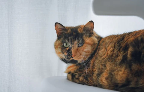 tortoiseshell cat