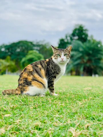 calico cat