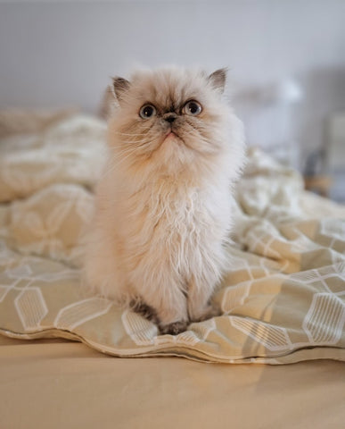 Persian cat