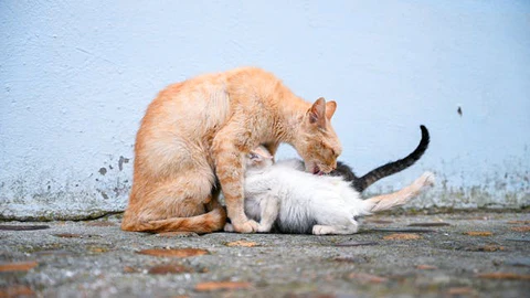 mother cat with kittens