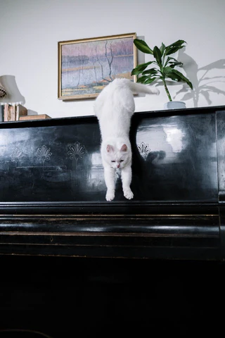 cat jumping off a piano