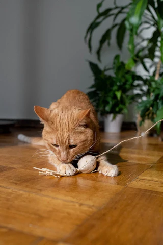 cat playing with string