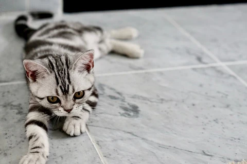 Bengal kitten in a room