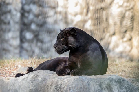 panther