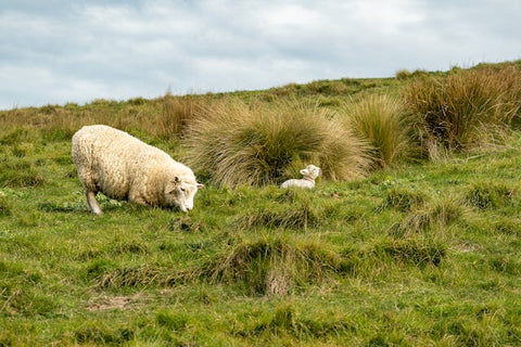 sheep in New Zealand