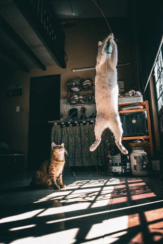 cat jumping