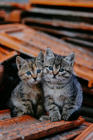 kittens