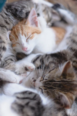 sleeping kittens