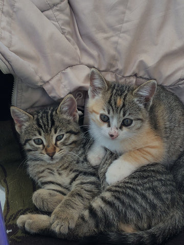 two kittens