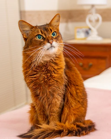 Somali cat