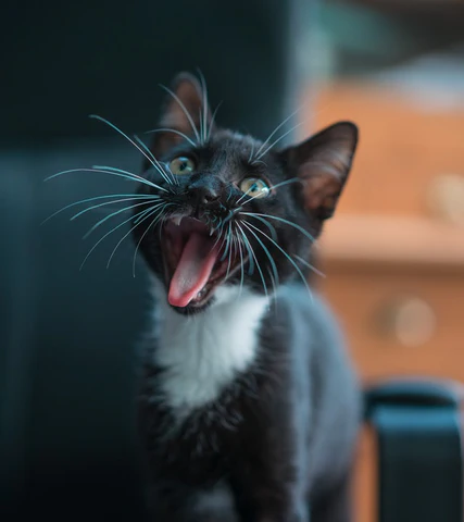 black and white kitten yawning