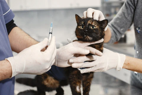 cat getting tested for FIV