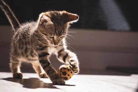 kitten playing with ball