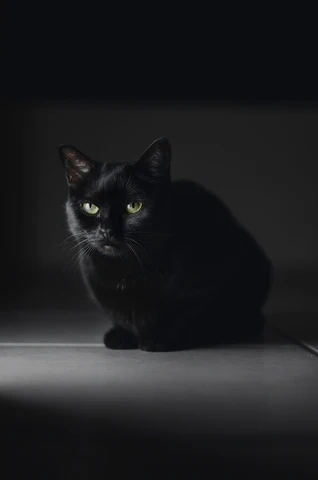 black cat