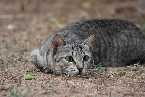 mackerel tabby