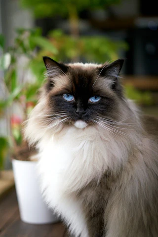 Birman cat