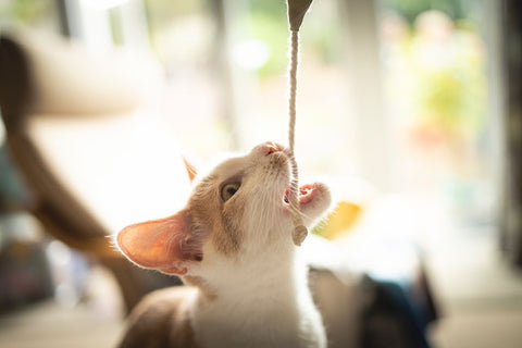 cat playing with string