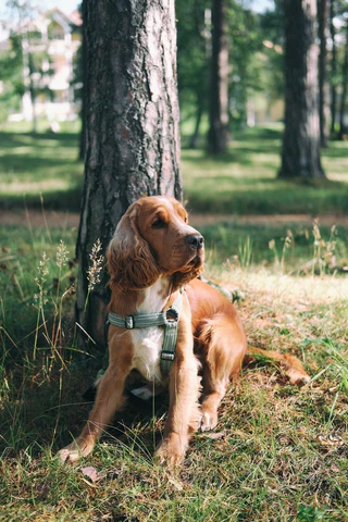 dog at base of tree