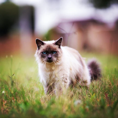 Birman cat