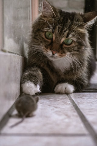 cat with mouse