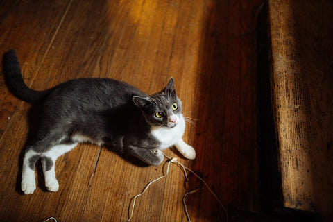 cat with string