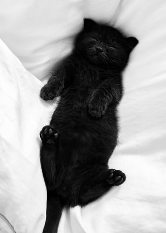 black kitten sleeping
