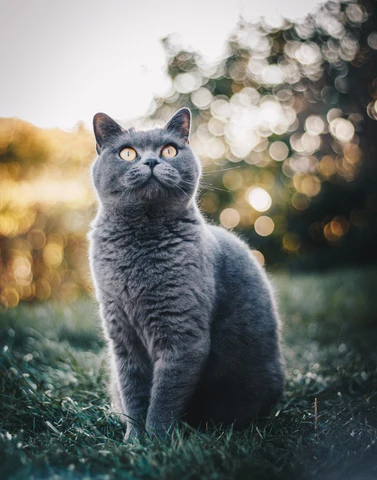 smiling British Shorthair cat