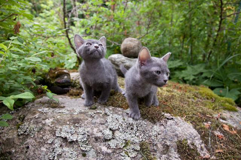 Korat kittens