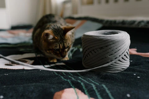 cat with string