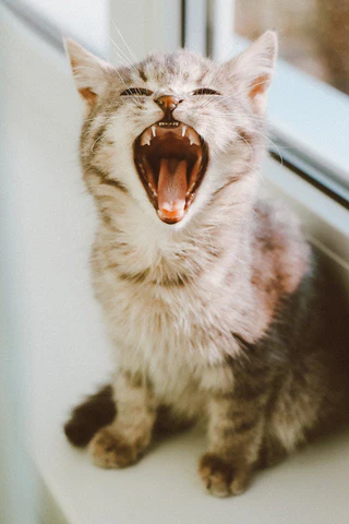 cat with open mouth