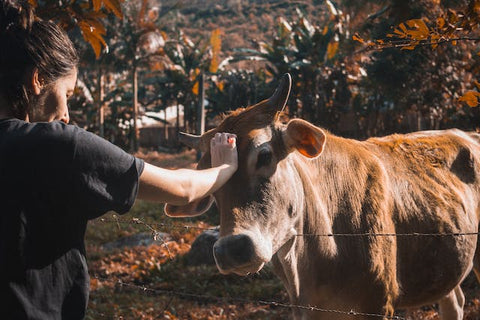 woman petting a cow