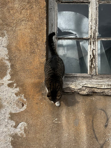 cat jumping out of window