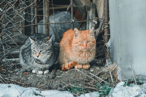 two outdoor cats