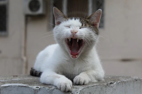 cat with open mouth