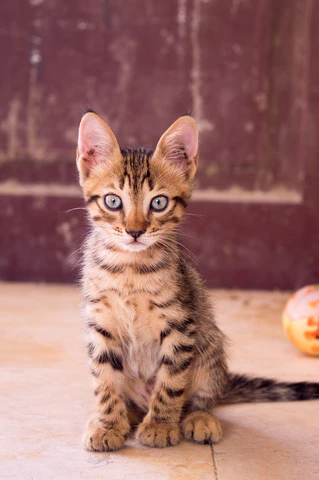 kitten with large ears