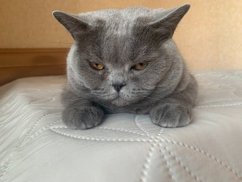 gray cat