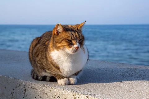 outdoor cat by the ocean