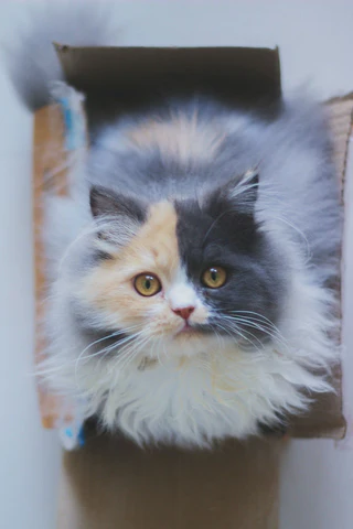 dilute calico cat