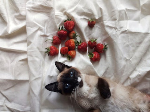 cat with strawberries