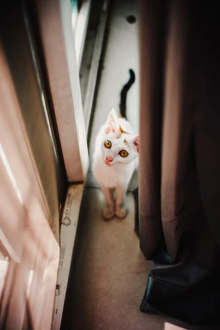 cat at the door