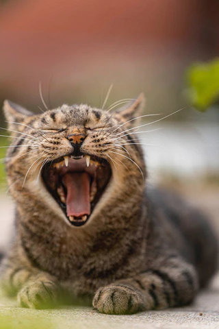 cat with open mouth