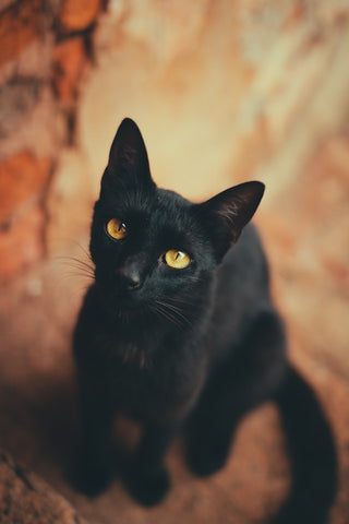 black cat